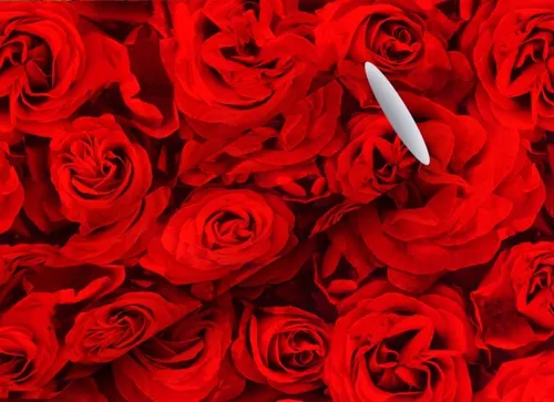 Geschenkpapier Rot von Braun & Company