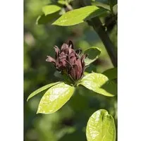 Calycanthus floridus Gewürzstrauch, 1 St. - Duftender Blickfang für Ihren Garten - Ziergehölze mit einzigartigem Duftprofil, blüht weinrot bis braunrot und verströmt Aromen von Erdbeere und Vanille. Ideal als Solitär oder in Gruppenpflanzungen.