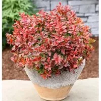 Beberitze Admiration 15-20cm - Berberis thunbergii