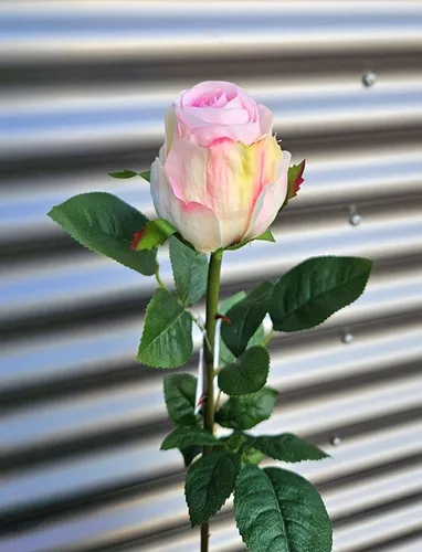 artplants Kunstrose SUNJIK, rosa-Creme, 75cm
