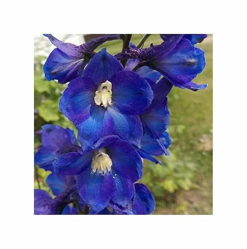 Stk - 20x Riesen Delphinium Cultorum Pazifik Rittersporn Pflanzen - Samen A43 - Seeds & Plants Shop by Ipsa