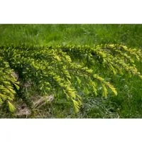 Himalaya-Zeder Cedrus deodara 'Golden Horizon', 1 St. - Ziergehölze, beeindruckende Goldene Himalaya-Zeder mit goldgelben Nadeln, ideal für kleinere Gärten und pflegeleicht.