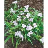 Tradescantia X Andersoniana Osprey Dreimasterblume Ca. 9x9 cm Topf