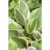 Hosta X Fortunei Whirlwind Funkie Ca. 11x11 cm Topf