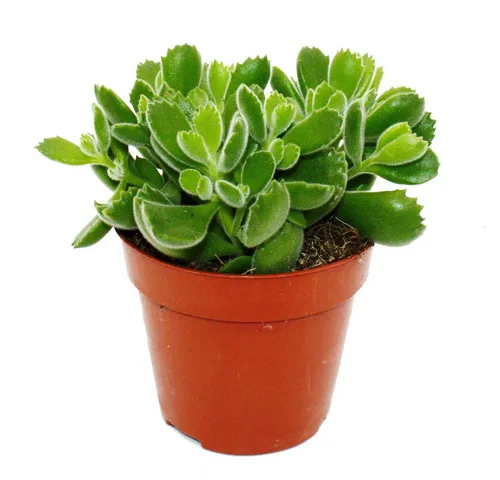 Exotenherz Kaktus Cotyledon tomentosa 