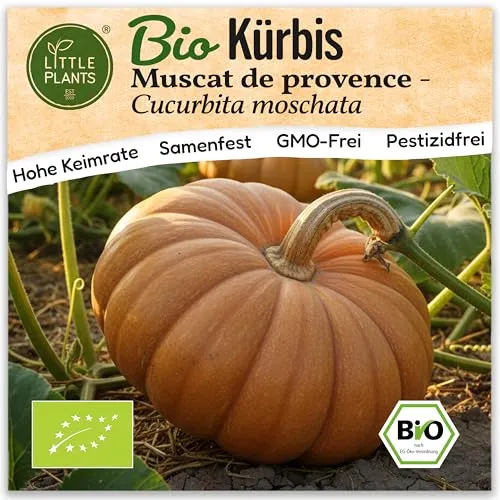 Little Plants BIO Kürbis Samen 5 Kürbissamen Muscat de Provence Muskatkürbis Gemüsesamen Gemüsesaatgut Samenfest für Gemüsegarten, Hochbeet, Küche, Balkon und Garten