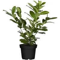 Produktbild Prunus,aurocerasus 'Novita' 40-60 cm