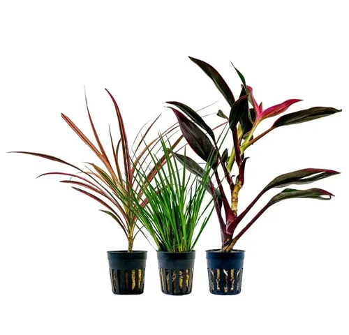 Aquaone Wasserpflanze Pflanzen Set mit 3 Terrarienpflanzen Nr.278