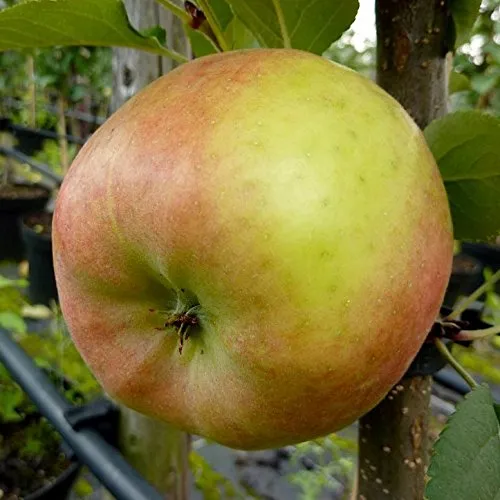 Apfelbaum Topaz (S) Winterapfel schorfresistent Busch ca. 110-140 cm schwachwachsende Unterlage: M26