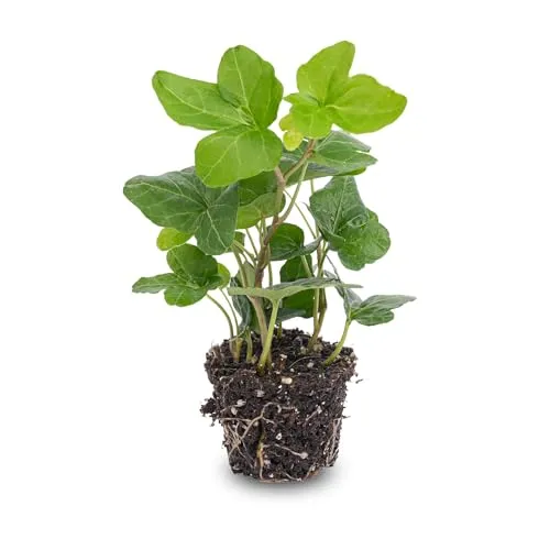 urbanjngl.com - Hedera Helix - Ø 7 cm