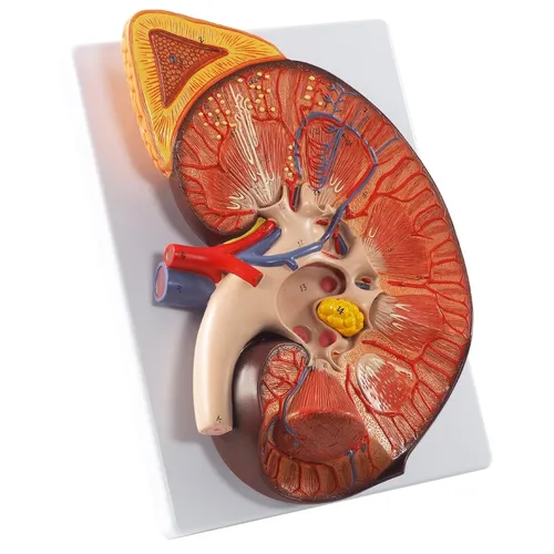 Anatomisches Modell Niere mit Nebenniere 2-teilig 3x vergrößert - Hochwertiges anatomisches Modell aus PVC, ideal für den Bildungsbereich. Detailreiche Darstellung zur Unterstützung des Lernens über die Nierenanatomie.