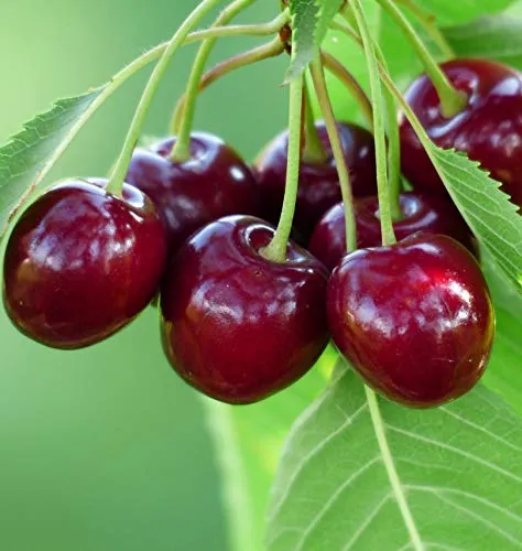 Süßkirsche Kassins Frühe Herzkirsche Buschbaum - Obstsamen & -pflanzen: Dunkelbraune, saftige Früchte mit süßsäuerlichem Geschmack, ideal zum Frischverzehr. Hoher Ertrag und frühe Ernte ab Mitte Juni.