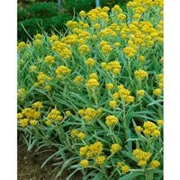Helichrysum Thianshanicum Schwefellicht Strohblume Ca. 9x9 cm Topf
