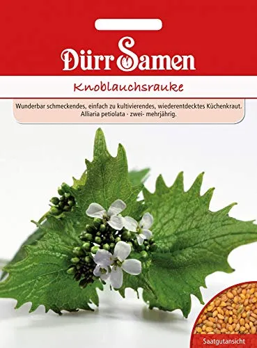 Dürr Samen Knoblauchrauke Saatgut