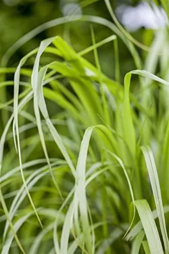 Calamagrostis brachytricha 9x9 cm Topf – Winterhart, Mehrjährig, Pflegeleicht – Diamantgras – Ziergras für Beet & Rabatte