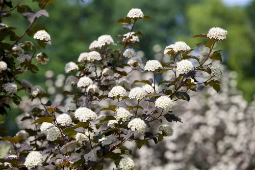 Physocarpus opulifolius 'Diabolo' - Blasenspiere mit dunkelroten Blättern - Baumsamen & -pflanzen, pflegeleichte Heckenpflanze mit winterharten Eigenschaften und dramatischen dunkelvioletten Blättern für jeden Garten.