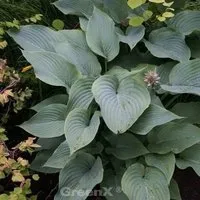Produktbild Berg Funkie - Hosta montana