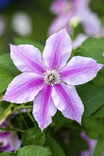 Clematis 'Souvenir du Capitaine Thuilleaux' 40–60 cm – Winterhart, Mehrjährig, Pflegeleicht – Waldrebe – Kletterpflanze für Pergola & Rankhilfe