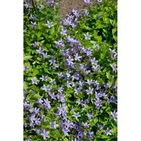 Campanula Lactiflora Pouffe Dolden Glockenblume Ca 9x9 cm Topf