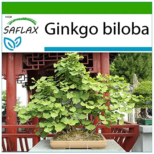 SAFLAX - Bonsai - Ginkgo - 4 Samen - Mit keimfreiem Anzuchtsubstrat - Ginkgo biloba