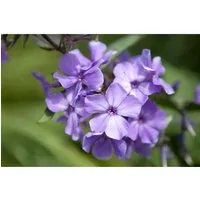 Phlox Paniculata Blue Paradise Flammenblume Ca. 11x11 cm Topf