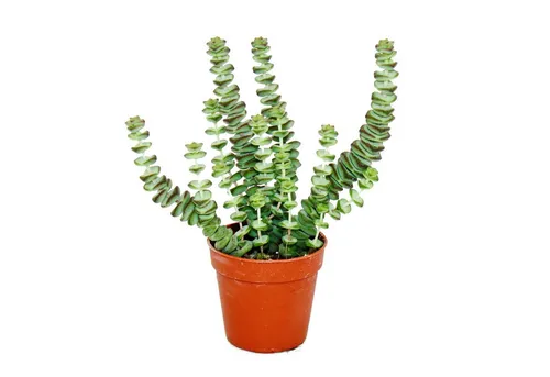 Exotenherz Kaktus Sukkulente von Exotenherz