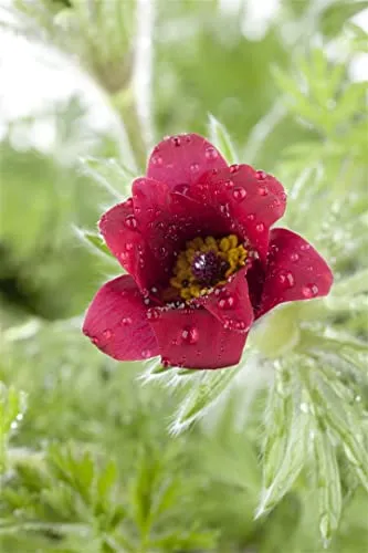 Pulsatilla vulgaris 9x9 cm Topf – Winterhart, Mehrjährig, Pflegeleicht – Küchenschelle – Staude für Steingarten & Beet