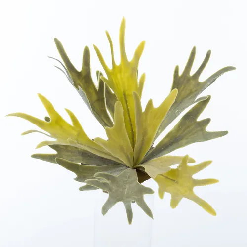Künstliche Zimmerpflanze Geweihfarn Figaro auf Steckstab, 35cm - Dekorative Kunststoffpflanze für den Innenbereich, pflegeleicht und ideal für eine grüne Atmosphäre ohne Aufwand. Höhe 35cm, Durchmesser 30cm. Perfekt für jeden Raum!