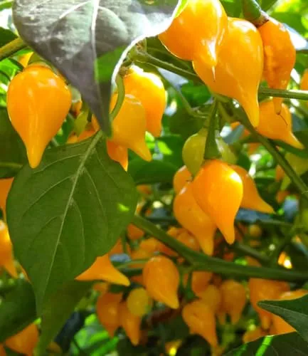 BALDUR Garten 1x Mini Snack-Chilli 'gelb', Pflanze im 10,5 cm-Topf, Chilisorte mit würzig-scharfen gelben Früchten, kompakter & buschiger Wuchs, ertragreich, pflegeleicht