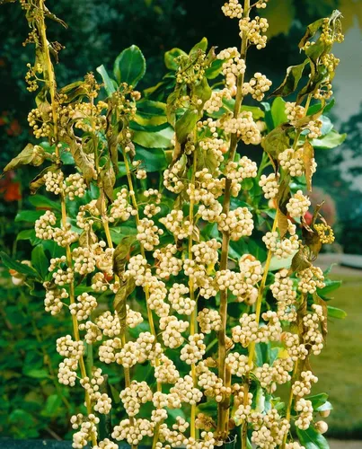 Callicarpa japonica Leucocarpa - Japanische Schönfrucht - Ziergehölz mit außergewöhnlichem Fruchtschmuck: Die Japanische Schönfrucht begeistert mit reinweißen Beeren und zart rosavioletten Blüten – ideal für Gartenakzente und Gruppenpflanzungen.