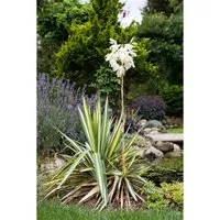 Yucca Filamentosa Palmlilie Ca. 11x11 cm Topf