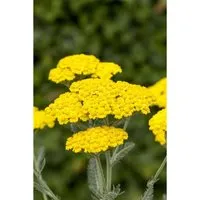 Achillea tomentosa - Gelbe Teppich-Schafgarbe im 9x9 cm Topf - Robuste Zierstaude mit goldgelben Blüten, ideal für sonnige Beete, Steingärten und als Kübelpflanze. Geringer Pflegeaufwand und dekoratives Laub machen sie zur perfekten Wahl für farbintensive Gartenbereiche.