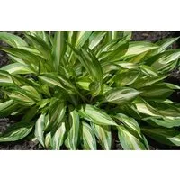 Hosta X Cult. Cherry Berry Ca. 11x11 cm Topf