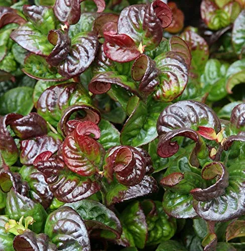 Traubenheide Traubenmyrte Curly Red® 20-25cm