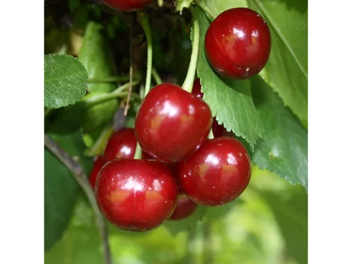 Produktbild Grüner Garten Shop Jade (S)