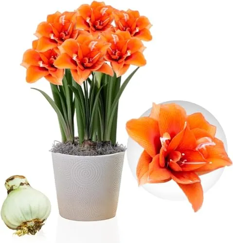 Amaryllis Zwiebel Celica - 1 Blumenzwiebel in Großformat 26/30 - Exklusive Zwiebeln - Echte Pflanzen aus Holland - Hippeastrum (keine Samen, Wachs und nicht künstlich)