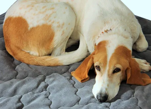 Hundedecke 60 x 70cm, anthrazit für Allergiker Hunde, kuschelweich