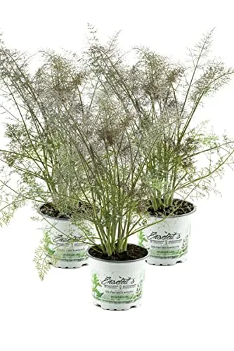 Produktbild Bronzefenchel Pflanze, 3er Set, Foeniculum vulgare 'Rubrum', frischer Fenchel,3 Pflanzen Bronzefenchel