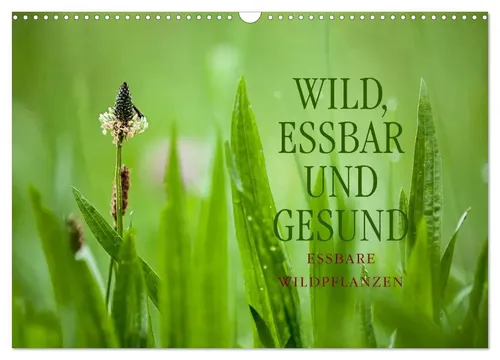 WILD ESSBAR UND GESUND Essbare Wildpflanzen Kalender 2026 - Kalender für Naturfreunde: Entdecken Sie die faszinierende Vielfalt essbarer Wildpflanzen und deren gesundheitliche Vorteile im praktischen DIN A3 Format.