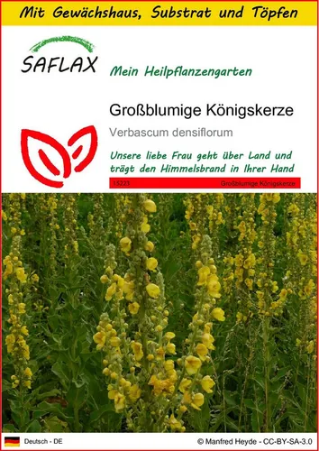 SAFLAX Blumensamen SAFLAX - Anzuchtset - Großblumige Königskerze