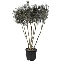 Sunny-Tree Mehrstämmiger Olivenbaum Olea Europaea – 220-240 cm