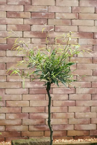 Pflanzen für Dich Hecken Fagus sylvatica Mercedes – Schmale Rotbuche für elegante Gärten - Die schmalblättrige Fagus sylvatica ‘Mercedes’ begeistert mit feinem Laub und dichtem Wuchs. Ideal für kleine Gärten und moderne Hecken, bietet sie ganzjährig Struktur und Sichtschutz.