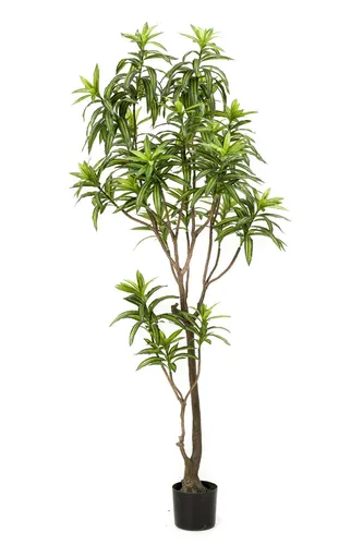 Florora Kunstpflanze Drachenbaum Dracaena 190 cm - Täuschend echte Kunstpflanze Drachenbaum in Grün, Braun und Grau. Ideal für stilvolles Wohnen – pflegeleicht und immer schön, ohne Licht- oder Wasserbedarf.