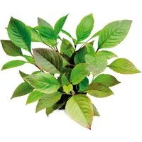 Produktbild Dennerle Plants Aquariumpflanze Hygrophila Corymbosa