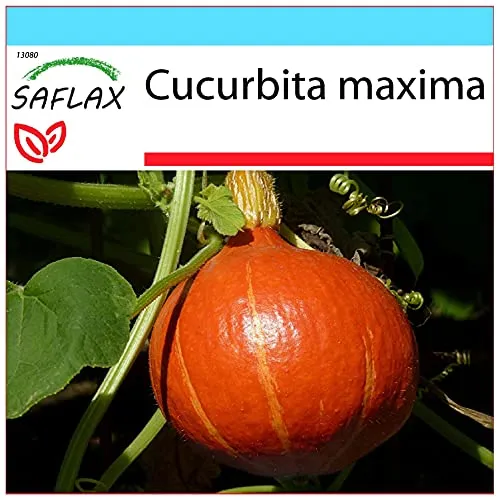 SAFLAX - Geschenk Set - Kürbis - Japan Hokkaido - 10 Samen - Mit Geschenk- / Versandbox, Versandaufkleber, Geschenkkarte und Anzuchtsubstrat - Cucurbita maxima