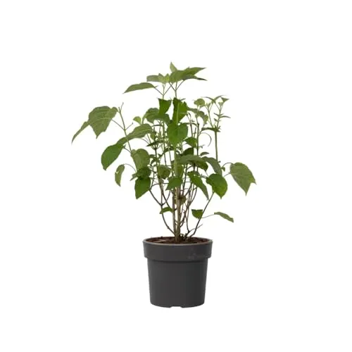 Plant in a Box - Hortensie- Hydrangea 'Strong Annabelle'- Höhe 30-40cm -Topf 19cm - Winterharte Gartenpflanze