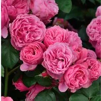 Produktbild Hochstamm Rose Leonardo da Vinci 60-80cm