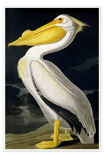Posterlounge Wandbild Amerikanischer weißer Pelikan aus 