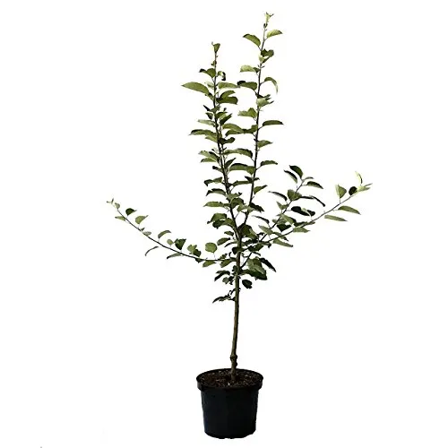 Topaz (S) schorfresistenter Apfel als Apfelbaum Buschbaum Winterapfel 110-140 cm 10 Liter M7
