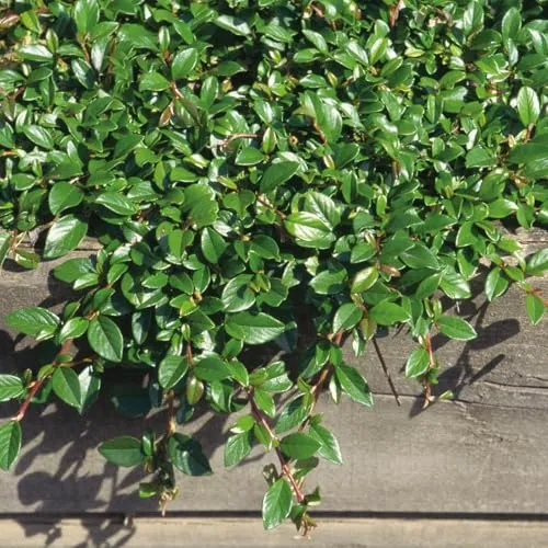 Cotoneaster dammeri 'Radicans', Topf-Ø 9 cm, 12er-Set von Pflanzen-Kölle